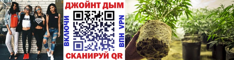 МАРИХУАНА Amnesia  Купить закладки  Чудово 